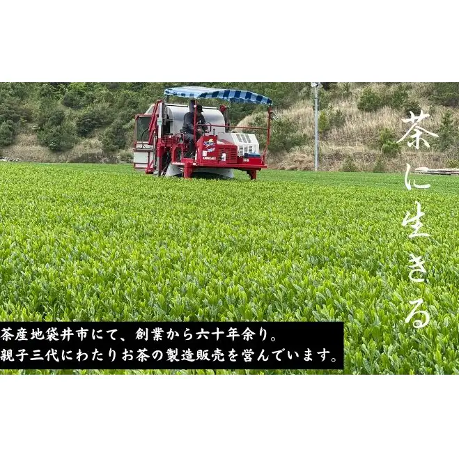 旬の深蒸し新茶飲みくらべ