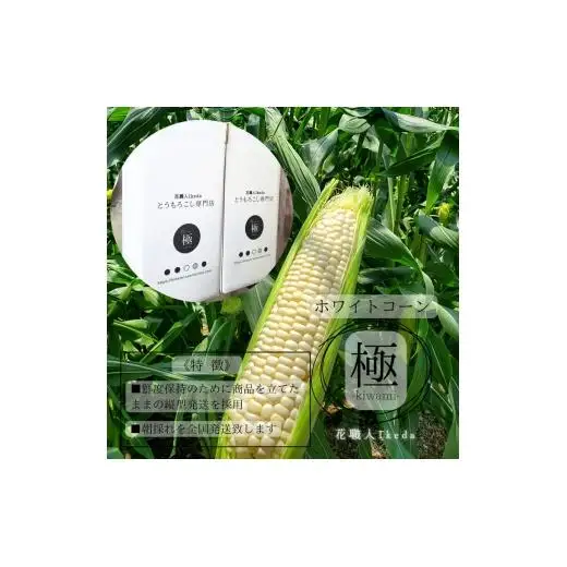 N176　ホワイトコーン極－Ｋｉｗａｍｉー（レギュラー）