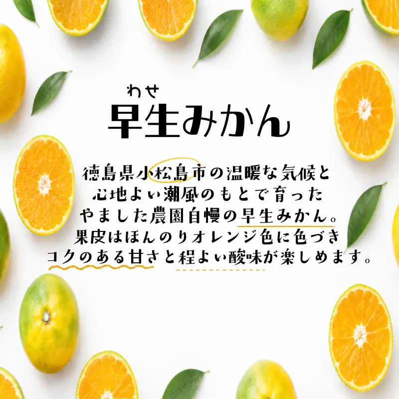 【先行予約】【2026年10月下旬順次発送】 早生みかん 5kg みかん 早生 柑橘 果物  国産 農家直送 徳島県 小松島市