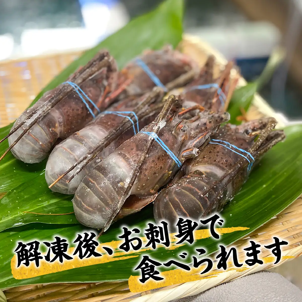 C114 冷凍伊勢えび１.１kg(300～400g×３匹入) ONJA037