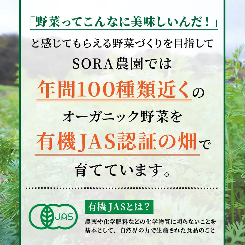 【6月上旬～順次発送】SORA農園の有機ビーツ3kg　有機野菜 有機農園 オーガニックファーム オーガニック野菜 有機栽培 ビーツ