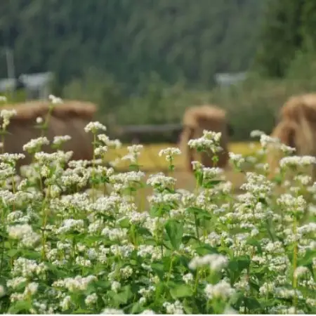 【信州高山村産】地粉の乾そば　おためしセット2袋計4人前【1734654】
