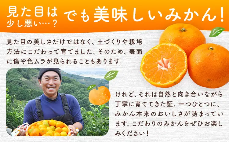 紀州みかん 約10kg ときわオンライン