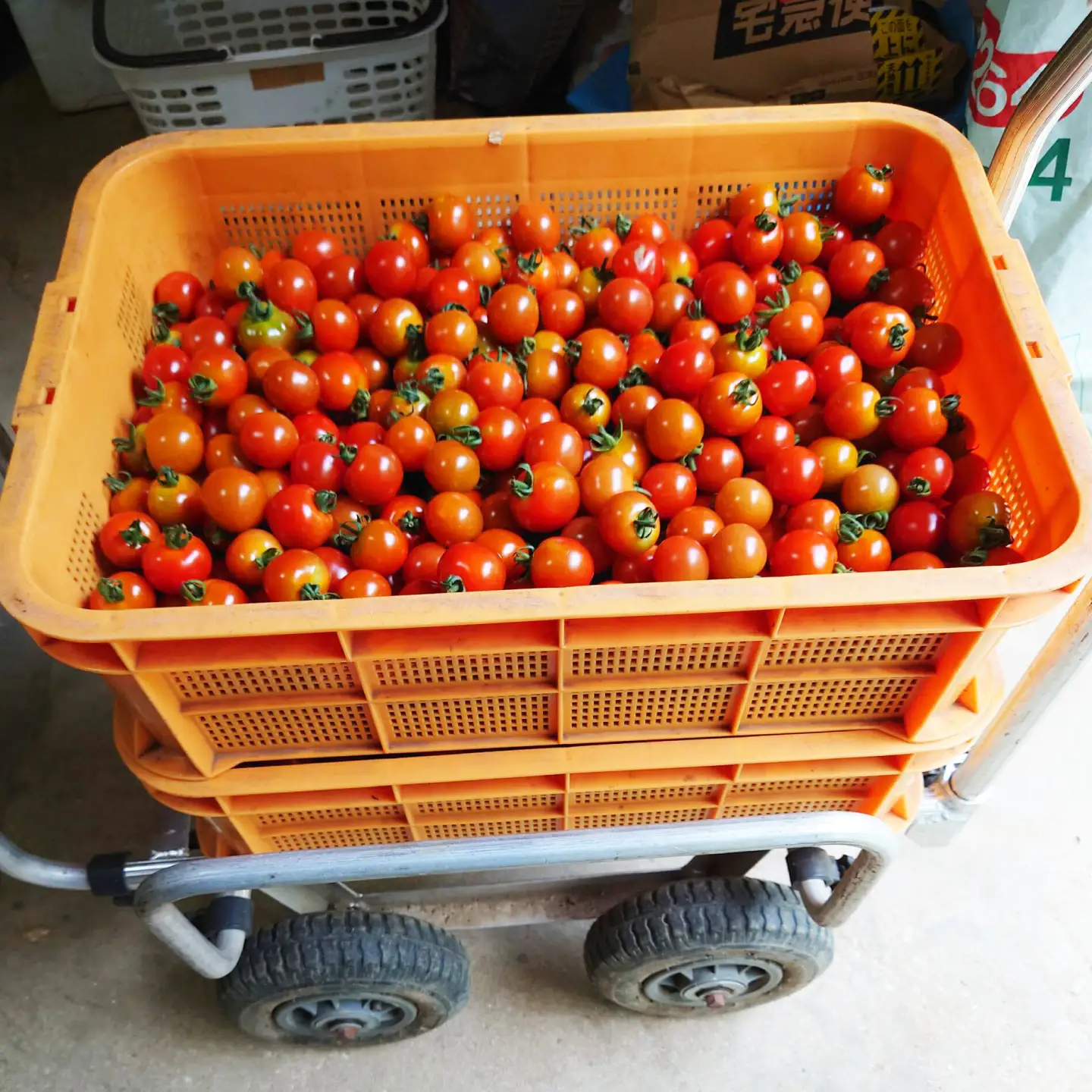 【甘みと酸味の黄金比】 ミニトマト 1kg 《対馬市》【みのり農園】 野菜 とまと[WDC001]