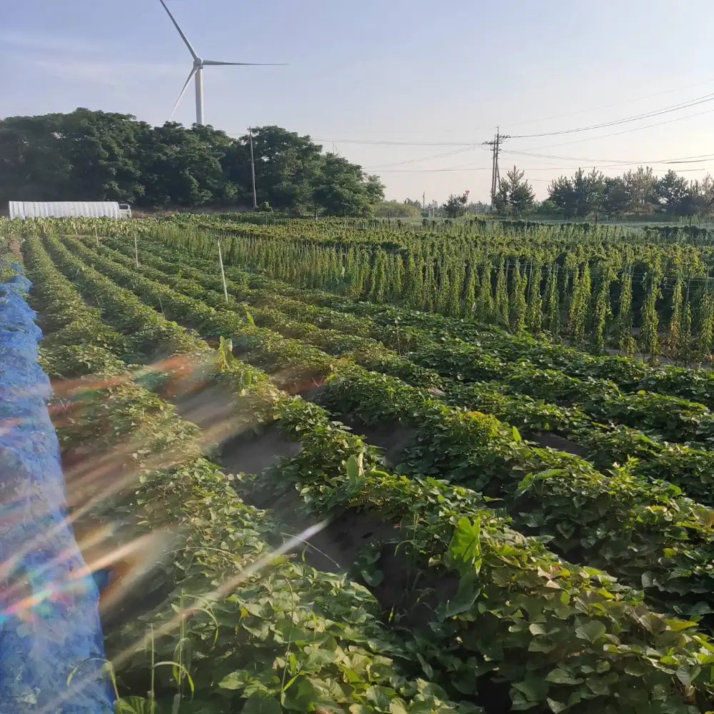 【訳あり】ねっとり甘い 紅はるか 1.5kg