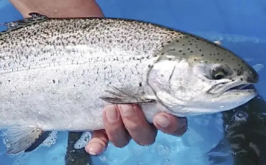 「 富士の介 」 丸ごと 一本セット （ 約2kg ～ 約2.5kgサイズ ） 魚 魚介類 魚介 海鮮 おつまみ おかず 惣菜 ご飯のお供 晩酌 冷凍 養殖 刺し身 あら ハラス 甘塩仕立て セット