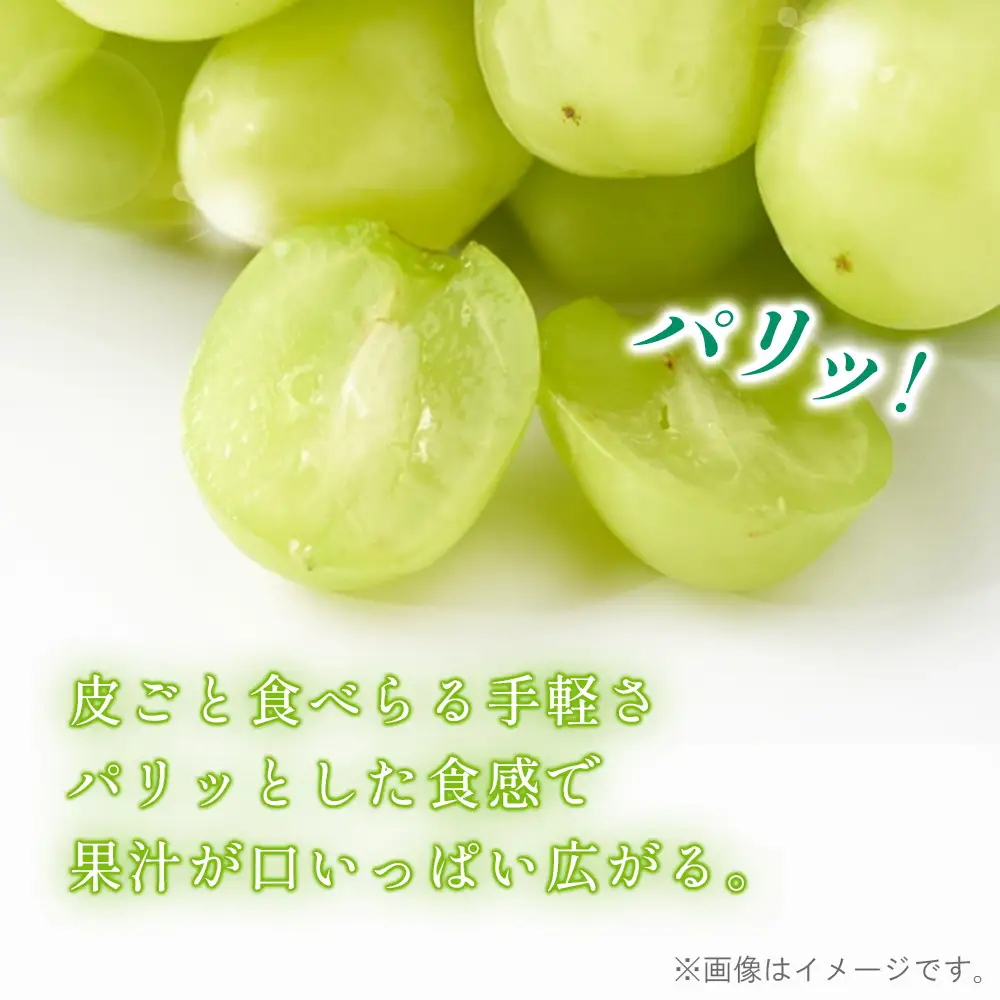 シャインマスカット 種なし 1.6kg【あずまぶどう園】 ／ 産地直送 ぶどう マスカット フルーツ 旬 大野ぶどう 芳醇な香り とろける甘さ 高糖度 濃厚 甘み ジューシー 国産フルーツ お取り寄せ 送料無料 No.376