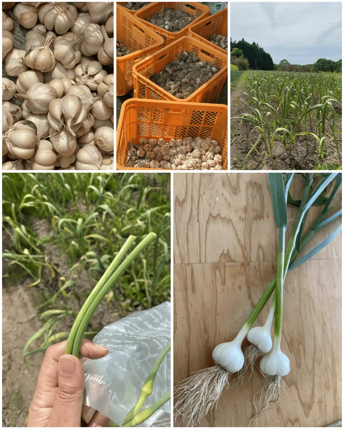 【ふるさと納税】にんにくオリーブオイル漬け 160g 国産にんにく使用 ガーリックオイル 万能調味料 パスタ パン 肉料理｜中ちゃん農園 広島県 神石高原町