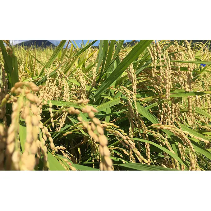 【10月お届け】令和8年産 若狭町コシヒカリ玄米10kg 米 お米 こしひかり 福井県