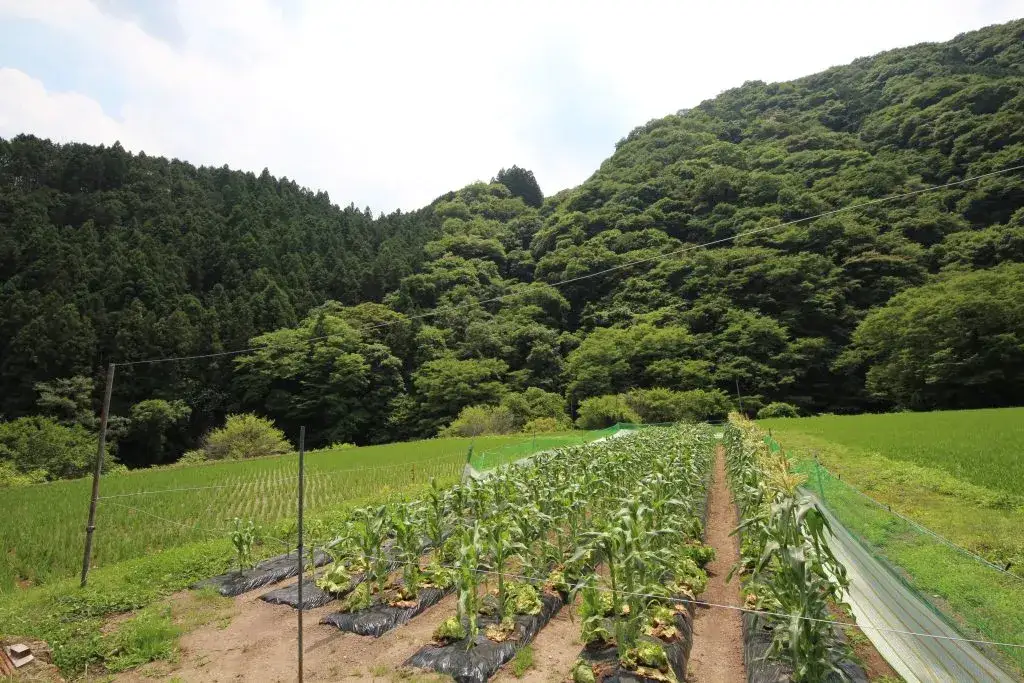 【ふるさと納税】神石高原産にんにく使用 にんにく酢 200g 国産にんにく使用 万能調味料｜中ちゃん農園 広島県 神石高原町