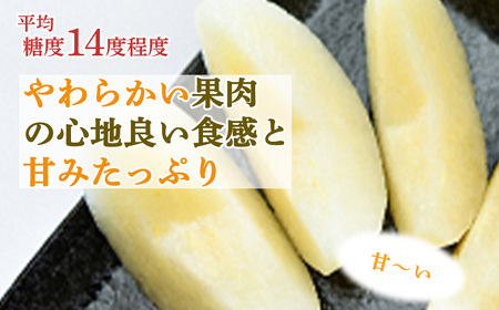 【倉吉産】梨 秋甘泉 5kg  梨