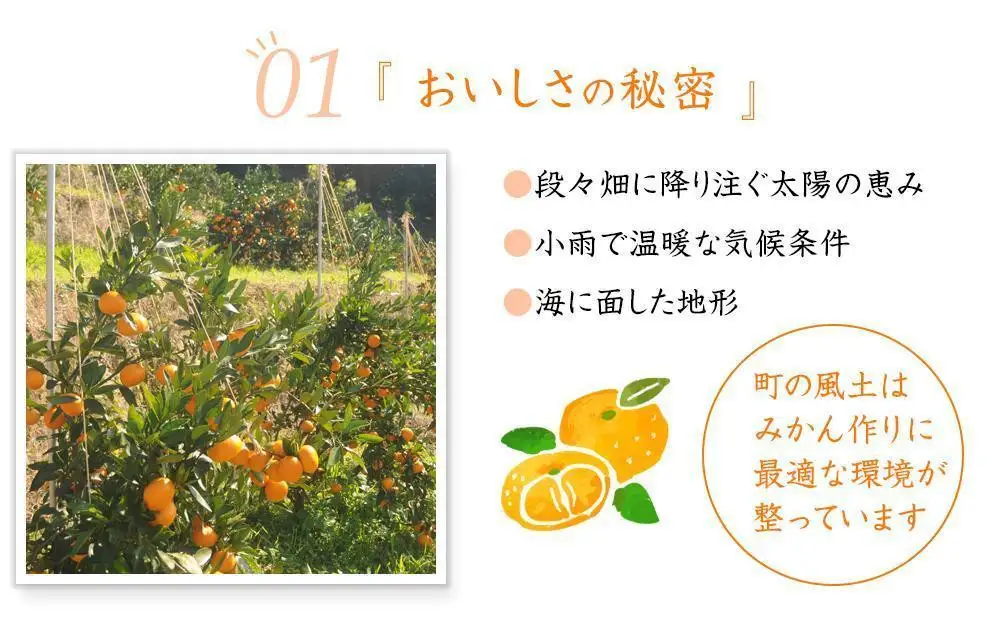 極早生みかん（日南早生みかんなど）混合サイズ 訳あり 7.5kg 「2026年10月より順次発送」［Mg37］