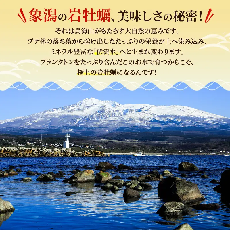 【先行予約】天然岩牡蠣 10～12個 生食可 象潟産 ナイフ無