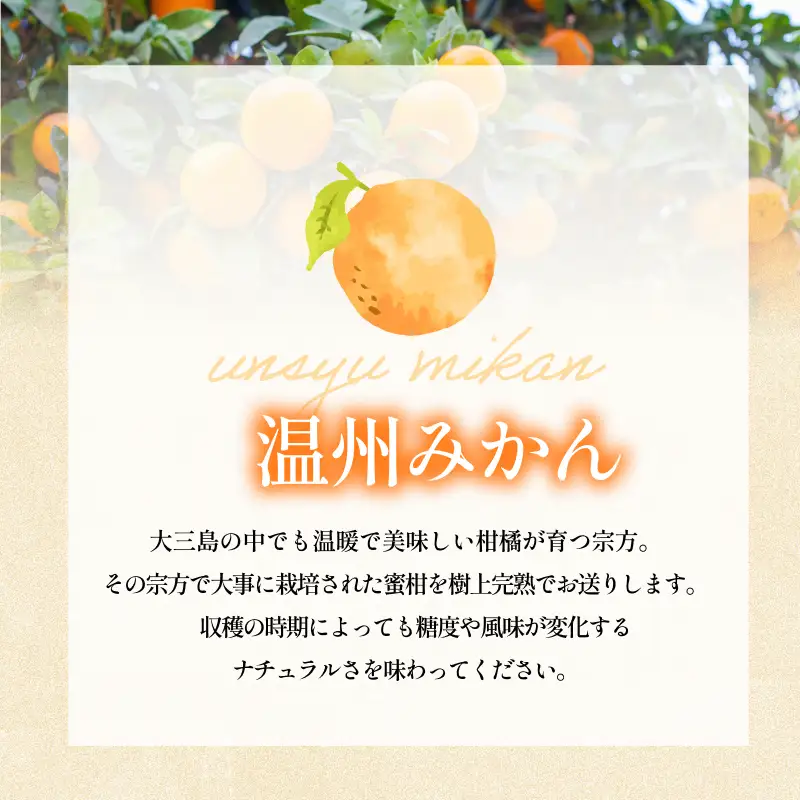 【先行予約】温州みかん（家庭用）約2kg【K003650K2】