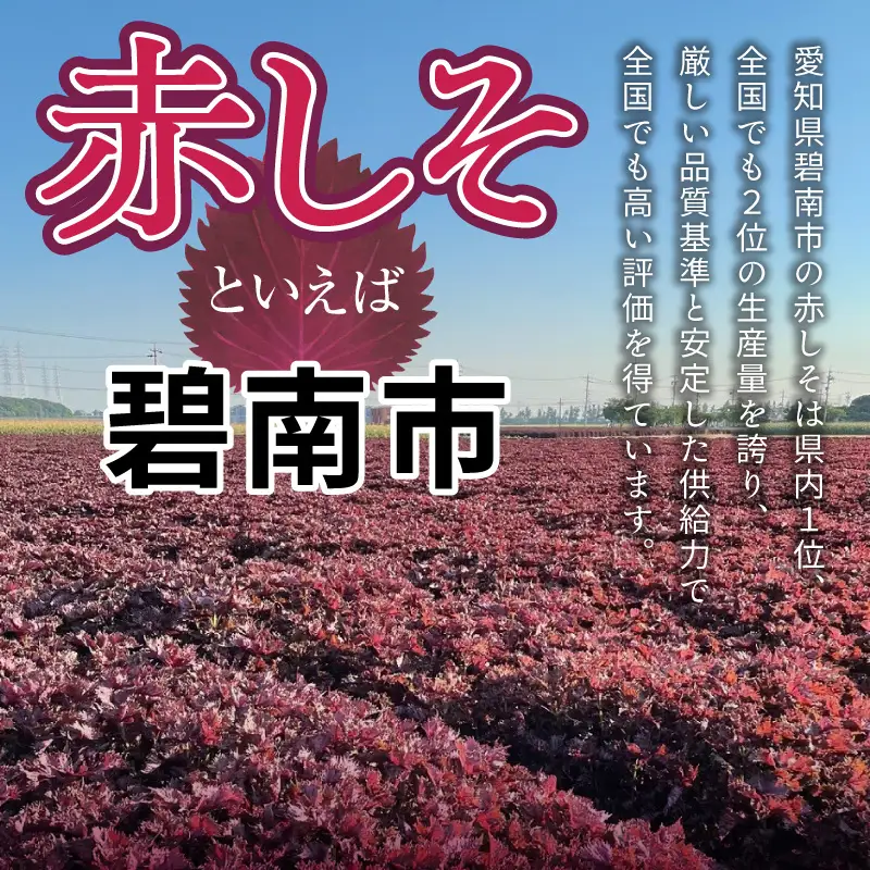 『一番摘み赤しそドリンク～18年熟成梅寿酢仕立て～』 300ｍｌ２本 一番摘み赤しそ 国産梅 無添加 こだわり 飲料 18年以上 熟成 エキス 清涼飲料水 食前 シロップ アイスクリーム 七福醸造 H001-121