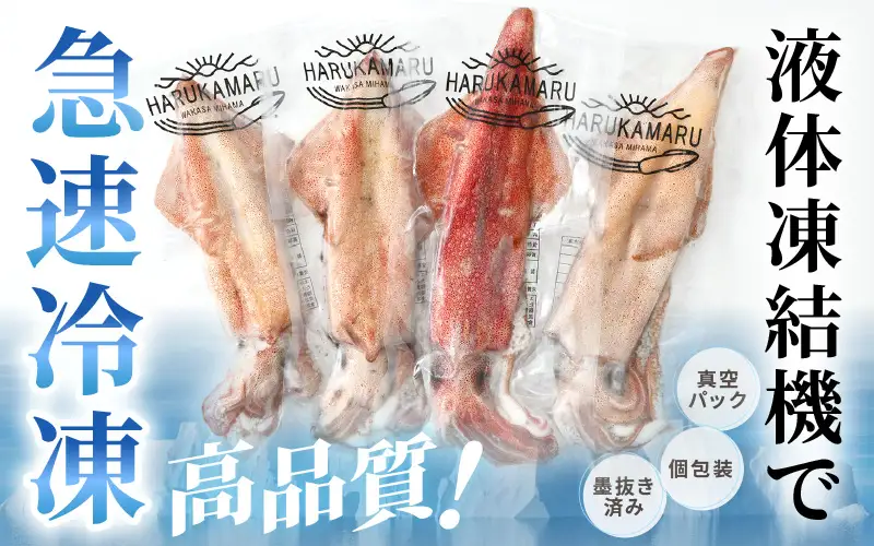 お刺身で食べる 天然 ケンサキイカ 約1kg 活きたイカをご提供している漁師が活〆！[m36-b004]