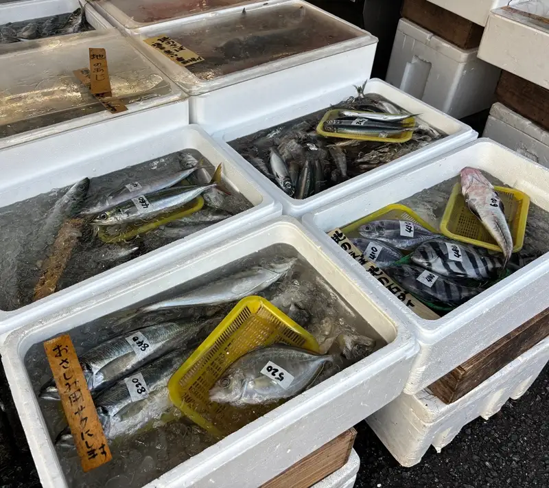 【下処理あり（うろこ・内臓を除去）】昭和24年創業の湘南大磯の魚屋が厳選した旬な鮮魚をお届け。5匹以上。内容はお任せ【 魚 神奈川県 大磯 湘南 特産品 贈答品 地魚 お歳暮・お中元 大磯グルメ 】