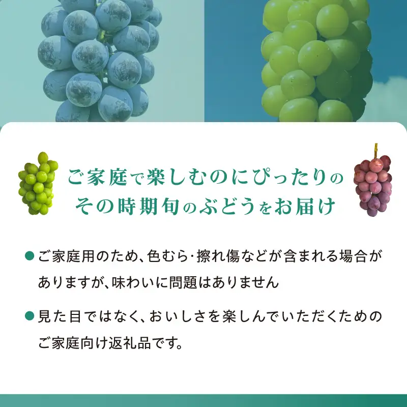 【朝採り樹上完熟】園主厳選！旬のぶどう2品種食べ比べセット フルーツ 103-01