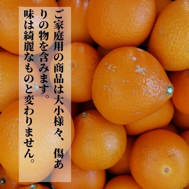 【2027年2月下旬頃から順次発送】愛果48号　家庭用 約5kg  | 愛媛 愛媛県産みかん 蜜柑 ミカン mikan みかん あいか  柑橘 お取り寄せ グルメ 期間限定 数量限定 あまい甘い 果物 旬  美味しい  愛媛県 松山市【PT050】