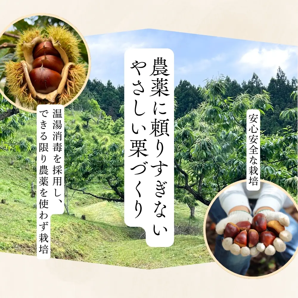 丹波栗 2L 1kg 品評会受賞 温湯消毒 栗