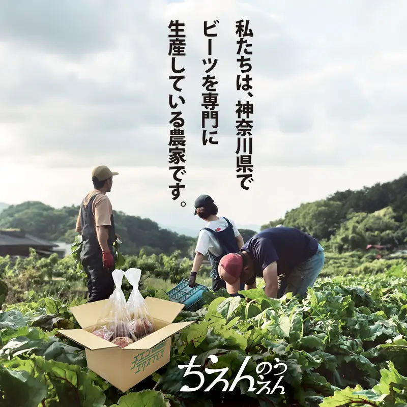 【最短翌日発送】 ビーツ (4kg) やさい 生ビーツ ビートルート 神奈川県 平塚市