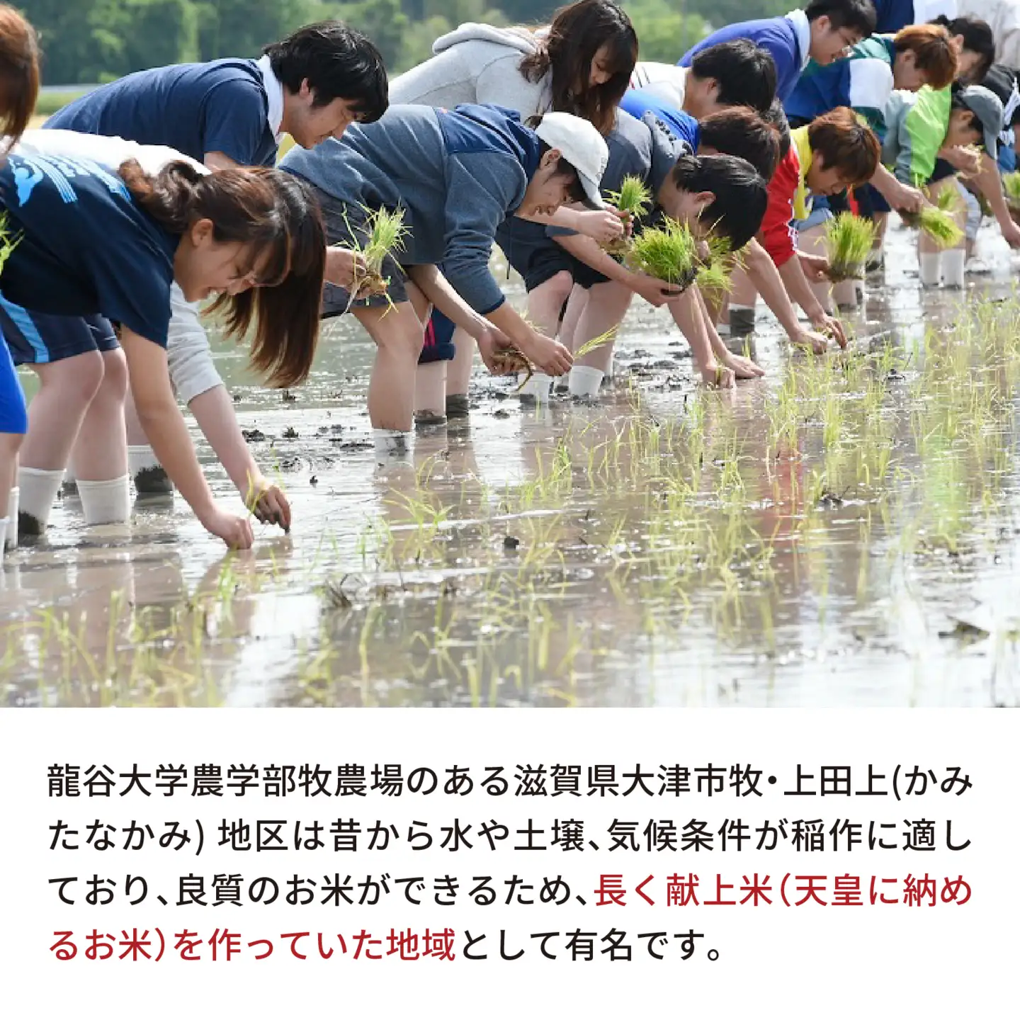 龍谷米 味くらべセット [CM006] / お米 精米 食べ比べ てんたかく 恋の予感 にこまる 2合 [CM006]