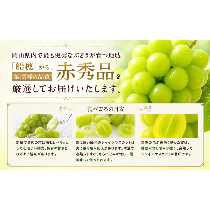 ぶどう 2026年 先行予約 定期便 赤秀ぶどう プレミアム シャインマスカット 晴王 2房 1.4kg 9月・10月 2回発送  岡山県産 シャインマスカット