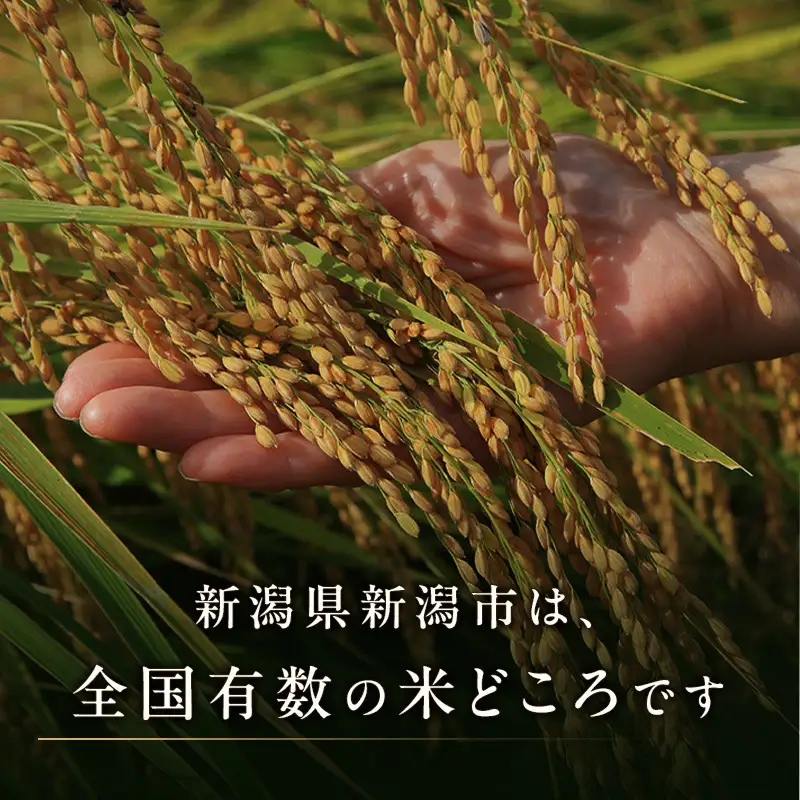 訳あり 新潟県産 米 ブレンド 5kg 訳アリ