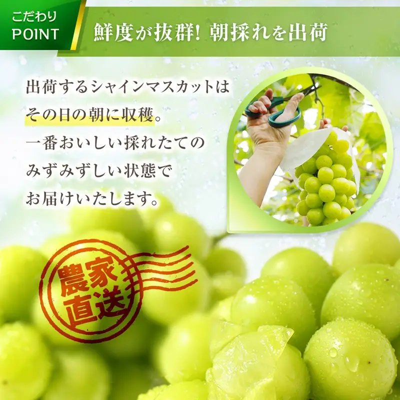 【先行予約：2026年9月上旬以降発送】北海道産シャインマスカット 1kg【秀品２房】_Y164-0002