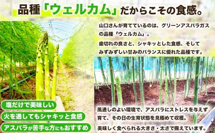  訳あり アスパラガス  約500g (S～L) 【2026年7月上旬～2026年10月中旬発送予定】