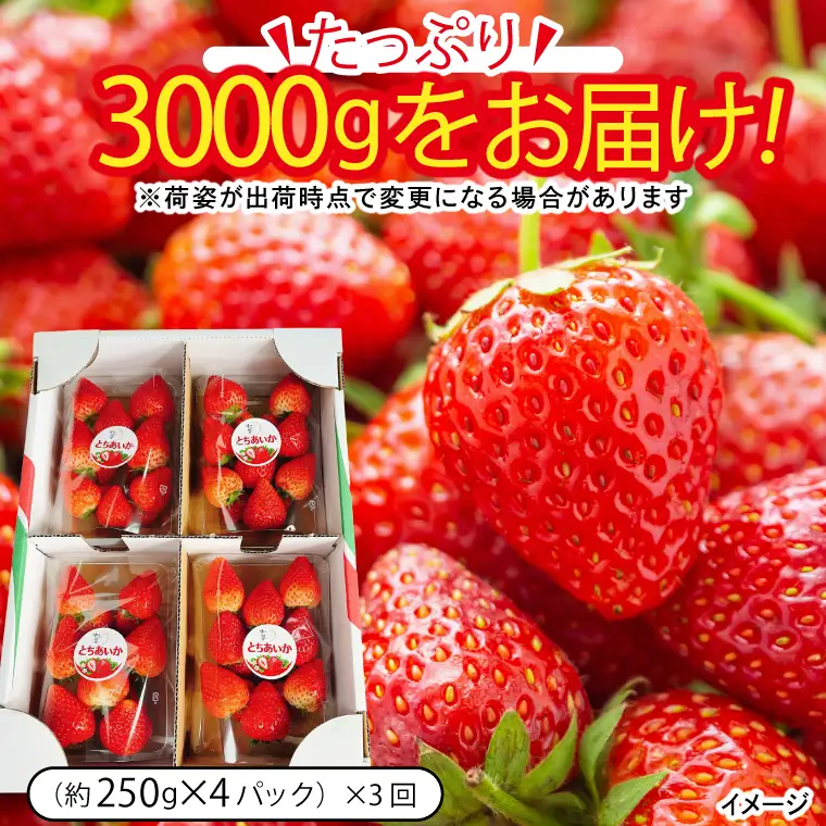 【先行予約】【3回定期便】栃木県産 とちあいか 合計3,000g (250g以上×4パック×3回) 【栃木県共通返礼品/高根沢町産】(DW002)