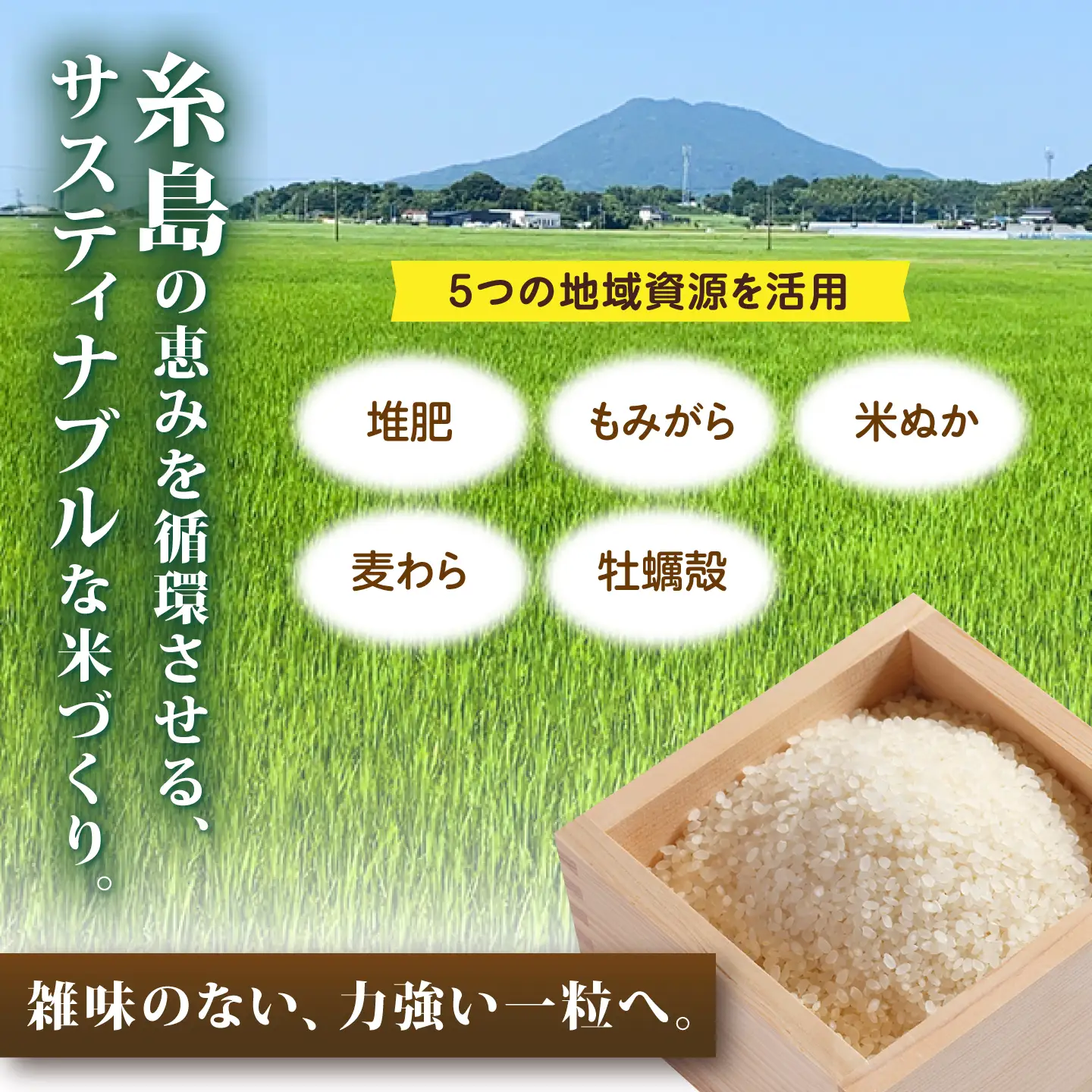 【先行受付】【全12回定期便】 にじのきらめき 白米 10kg 【2026年9月中旬以降順次発送】 糸島市産 糸島市 / 糸島の恵み コメ こめ ご飯[AGR020]