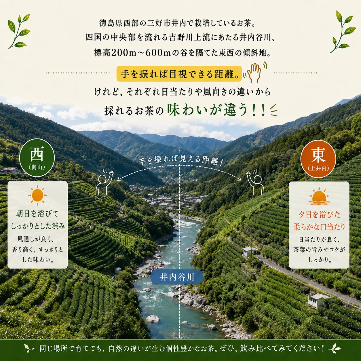 〈 新茶 〉 緑茶 東西ブレンド 40g × 3袋 茶葉 【 一文茶 】