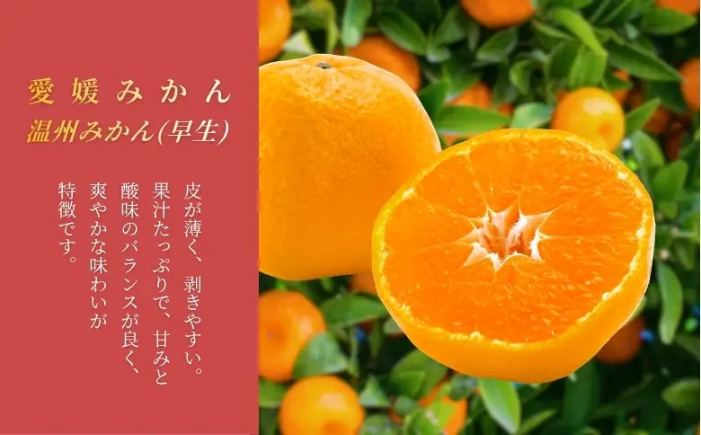 【2026年先行予約】新米 令和8年産 にじのきらめき 10kg(5kg×2袋) 早生みかん (800ｇ×1個）セット 【2026年12月上旬発送予定】 農家直送 精米 米 愛媛 伊予市｜C147