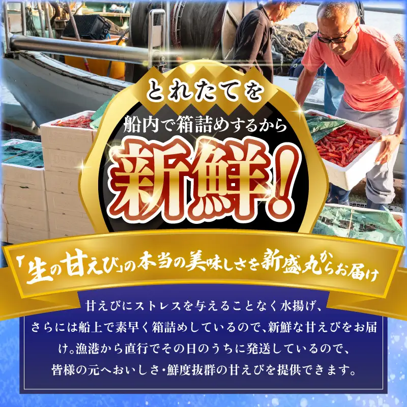 先行予約 新鮮 ふく福甘えび（生）1kg 2026年9月上旬以降順次発送予定 冷蔵発送 エビ 海老 [B-13503]