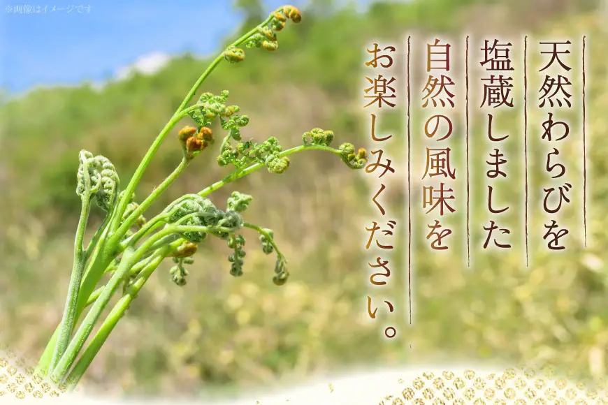 わらび 塩蔵わらび 400g 2袋 計800g