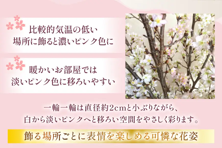 【期間限定発送】 桜 啓翁桜 10本