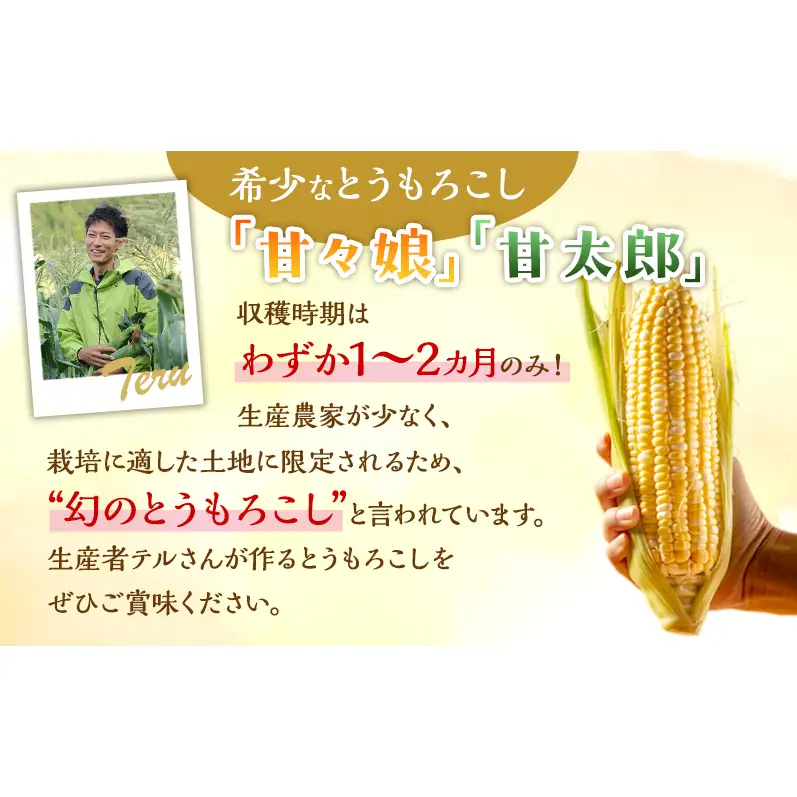 訳あり とうもろこし 先行予約 甘々娘 または 甘太郎 約4本～7本 家庭用 テルもろこし 先端カット済 個包装 レンジ調理 レンチン 旬 冷蔵配送 6月下旬頃より順次発送 静岡 浜松市【配送不可：離島】