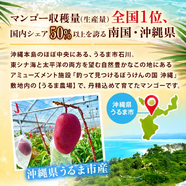 ぼうけんの国 宝石マンゴー 【訳あり品】アーウィンマンゴー  約2kg ku01-009