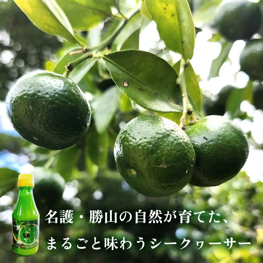 勝山ファームのシークヮーサージュース 150ml×8本入り シークヮーサー ジュース 沖縄 家庭用 原液 果汁 沖縄県産 炭酸 ギフト お土産 ご当地 健康 さっぱり 濃厚 １００％ ドリンク 飲み切り セット まとめ買い 飲み物