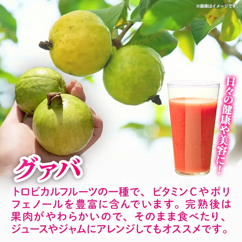 【先行受付】【2026年発送】畑人のグァバ 約1kg - グアバ トロピカルフルーツ ビタミン ポリフェノール 食物繊維 南国フルーツ 沖縄県 産地直送 果物 フルーツ 国産 おすすめ 沖縄県 八重瀬町