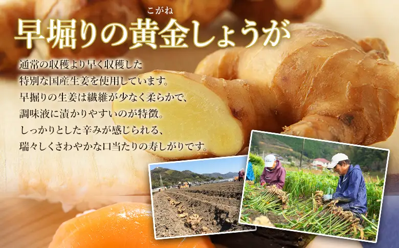 寿司ガリ 1kg がり Xnb-0011