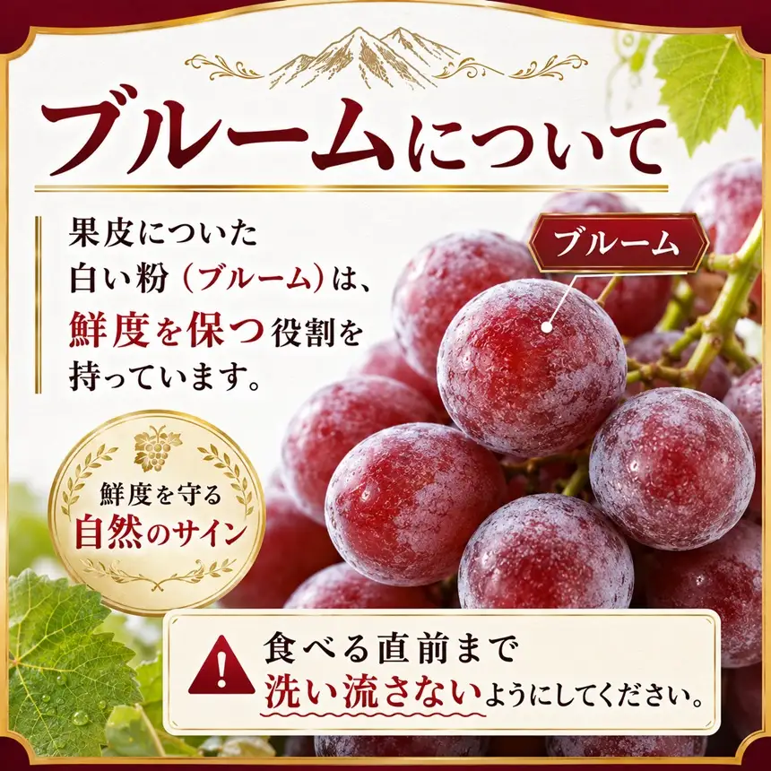 八ヶ岳西麓産 クイーンルージュ® 2房 (1kg以上)【2026年9月中旬～発送】