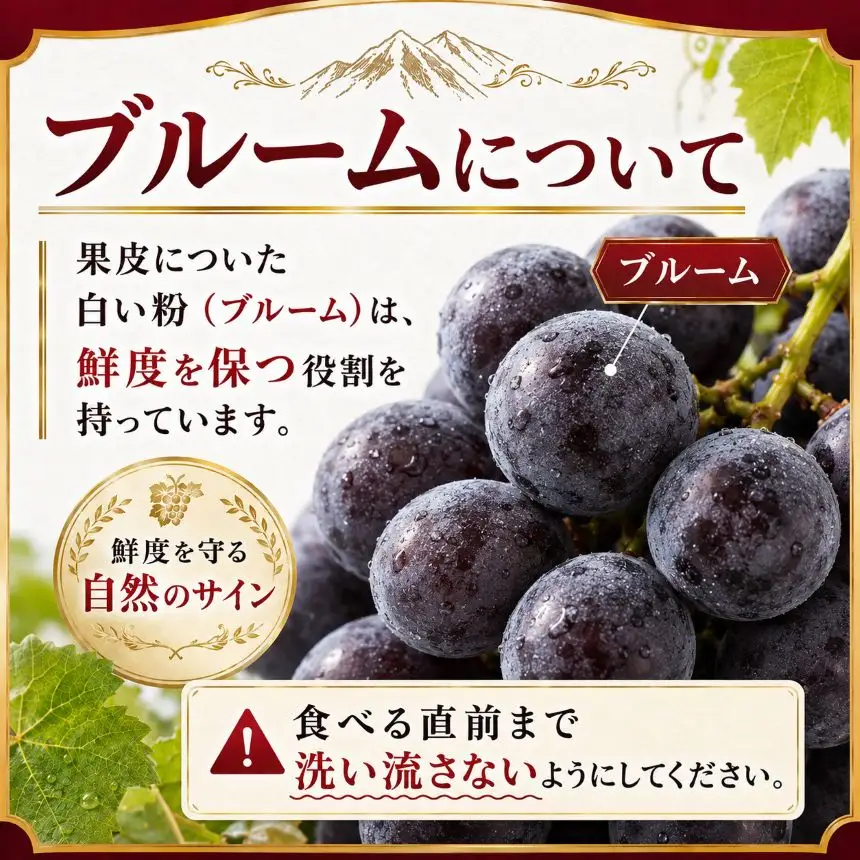 八ヶ岳西麓産 ナガノパープル 2房（計1kg以上）【2026年9月中旬～発送】