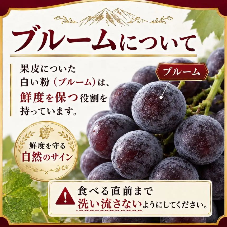 八ヶ岳西麓産 ピオーネ 2房（計1.2kg以上）【2026年10月上旬～発送】