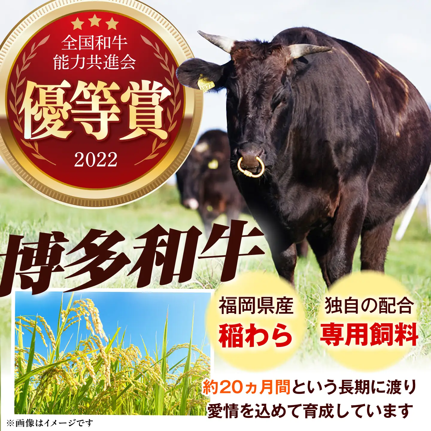 博多和牛 シャトーブリアン 300g（ 150g ×2枚） シャトーブリアン ステーキ [ABEZ008]