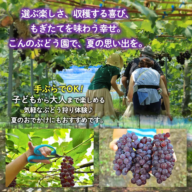 ぶどう狩り体験 (小学生以下2名まで利用) FY26-093