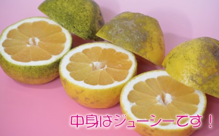 河内晩柑10kg【家庭用】 河内晩柑