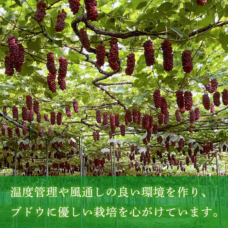 家庭用デラウエア 約1kg 優以上 M～3L (6～8房) FY26-164