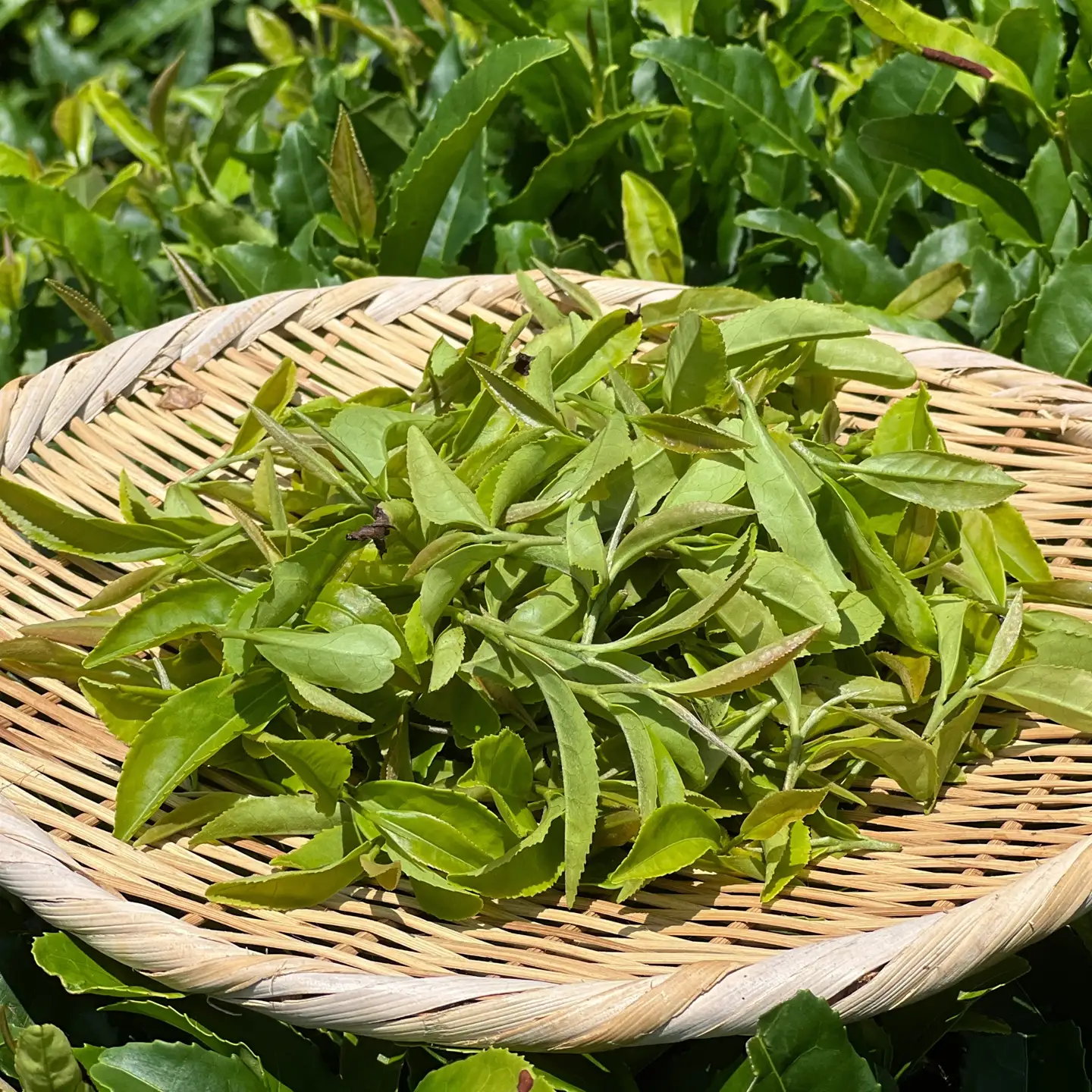 【３個セット】水源の森で育った自然栽培茶　竜集和紅茶【 茶 紅茶 茶葉 美味しい神奈川県 山北町 】